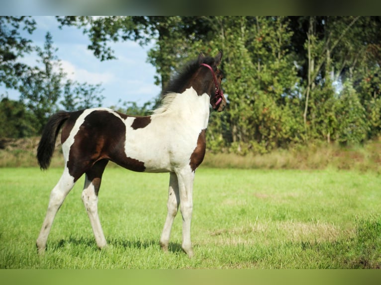 Altri cavalli a sangue caldo Mix Giumenta 2 Anni 140 cm Pezzato in Dwingeloo