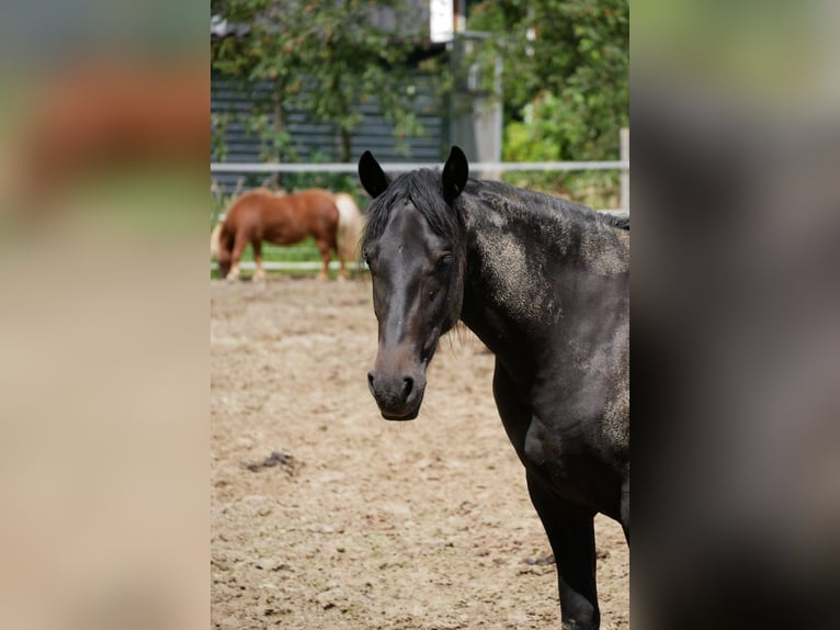 Altri cavalli a sangue caldo Mix Giumenta 2 Anni 150 cm Baio nero in Veendam