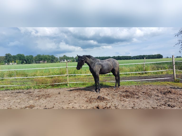 Altri cavalli a sangue caldo Mix Giumenta 2 Anni 150 cm Baio nero in Veendam