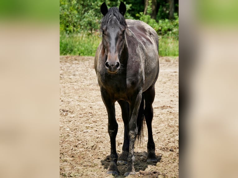 Altri cavalli a sangue caldo Mix Giumenta 2 Anni 150 cm Baio nero in Veendam