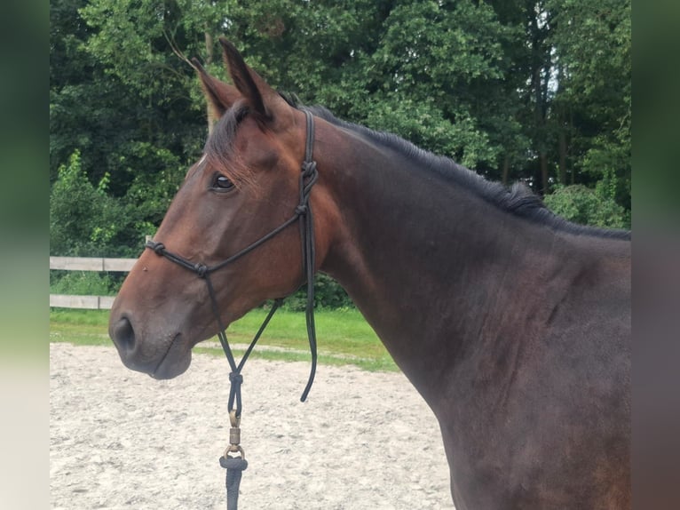 Altri cavalli a sangue caldo Mix Giumenta 2 Anni 157 cm Baio scuro in Rhauderfehn