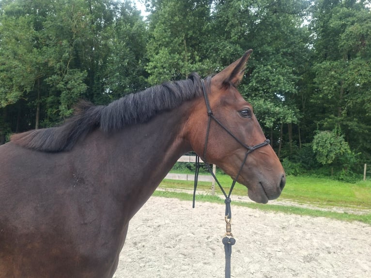 Altri cavalli a sangue caldo Mix Giumenta 2 Anni 157 cm Baio scuro in Rhauderfehn