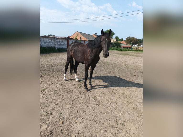 Altri cavalli a sangue caldo Giumenta 2 Anni 160 cm Morello in Gostyń