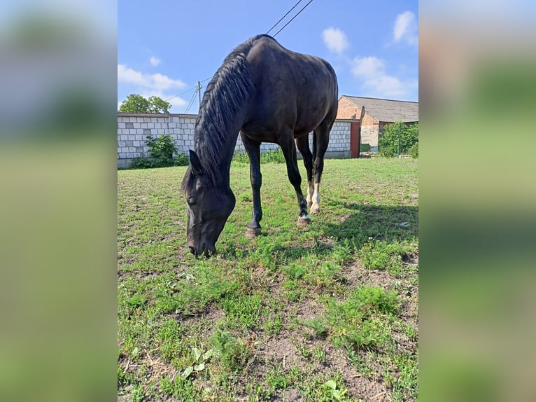 Altri cavalli a sangue caldo Giumenta 2 Anni 160 cm Morello in Gostyń