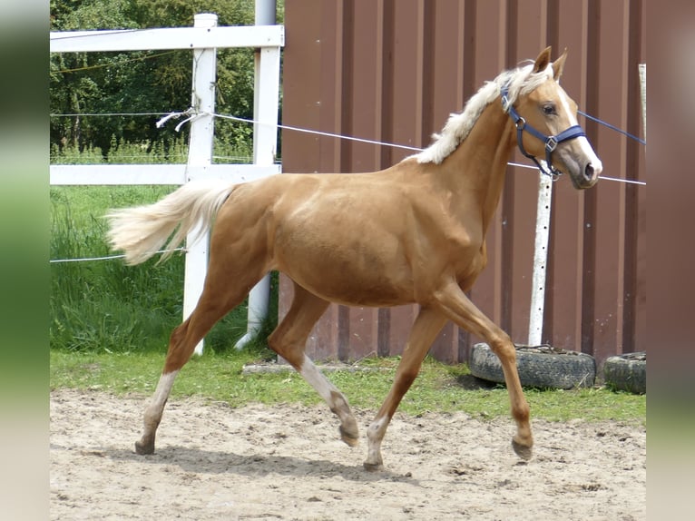 Altri cavalli a sangue caldo Giumenta 2 Anni 167 cm Palomino in Borgentreich