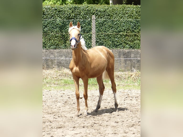 Altri cavalli a sangue caldo Giumenta 2 Anni 167 cm Palomino in Borgentreich