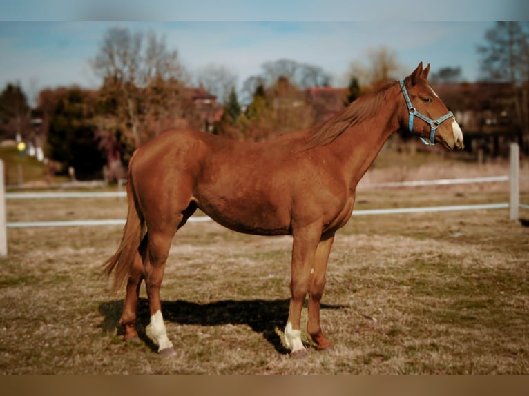 Altri cavalli a sangue caldo Giumenta 2 Anni 170 cm  in Podwilcze