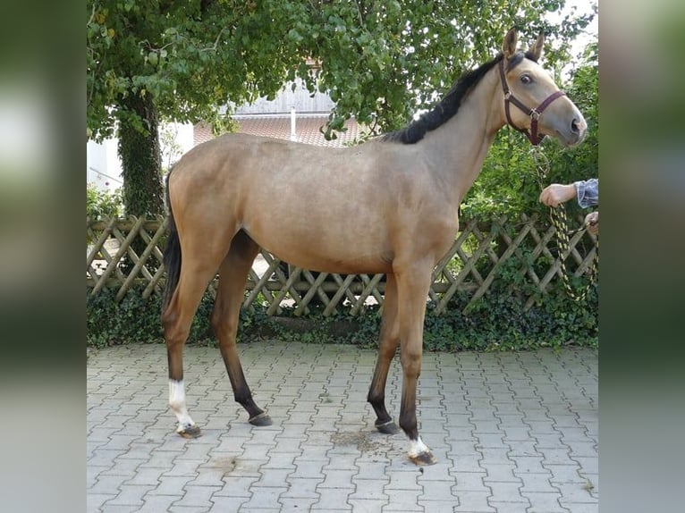 Altri cavalli a sangue caldo Giumenta 2 Anni 170 cm Pelle di daino in Borgentreich