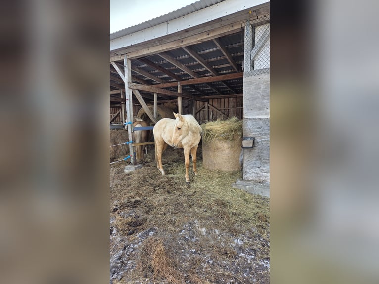 Altri cavalli a sangue caldo Giumenta 2 Anni Palomino in Witnica