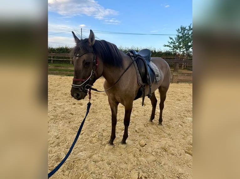 Altri cavalli a sangue caldo Giumenta 3 Anni 138 cm  in Daleiden