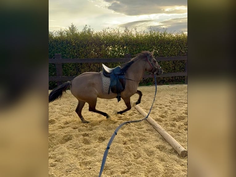 Altri cavalli a sangue caldo Giumenta 3 Anni 138 cm  in Daleiden