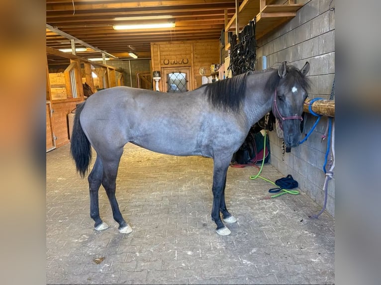 Altri cavalli a sangue caldo Giumenta 3 Anni 138 cm  in Daleiden