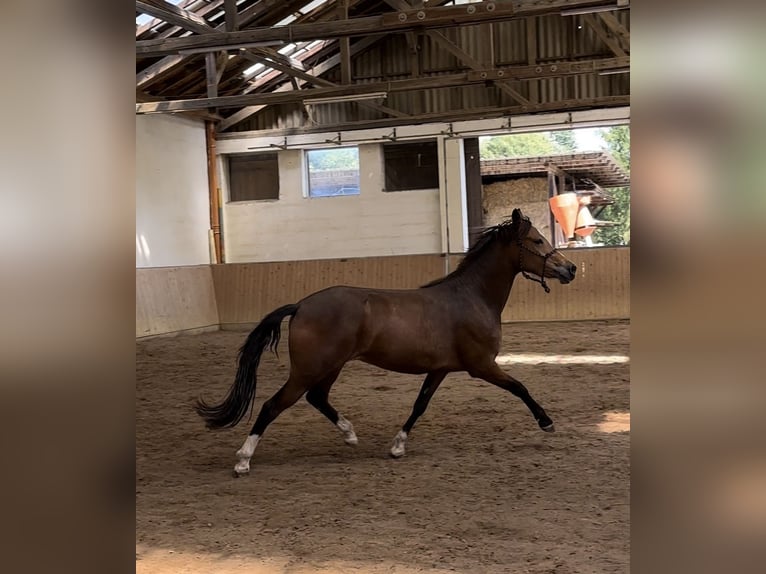 Altri cavalli a sangue caldo Giumenta 3 Anni 146 cm Baio in Hohenahr