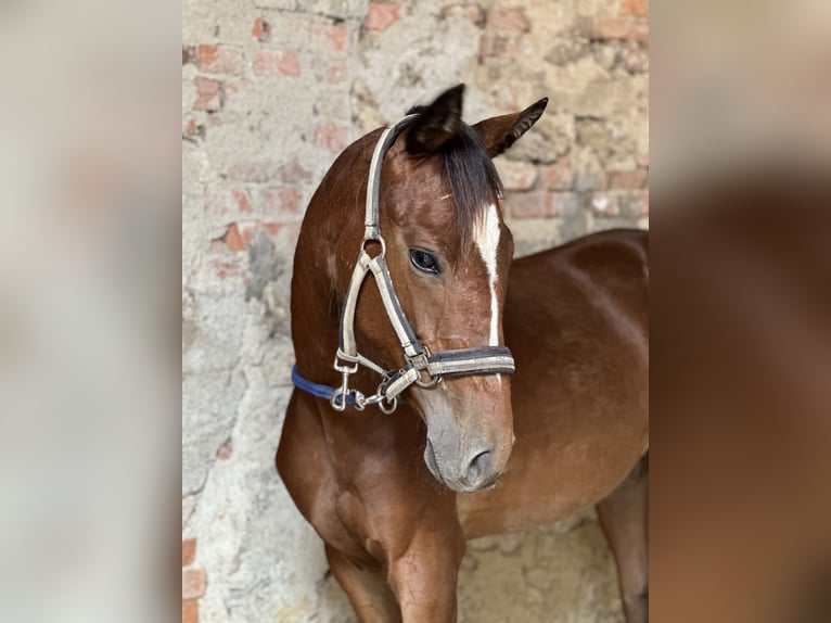 Altri cavalli a sangue caldo Giumenta 3 Anni 148 cm Baio in Schladming