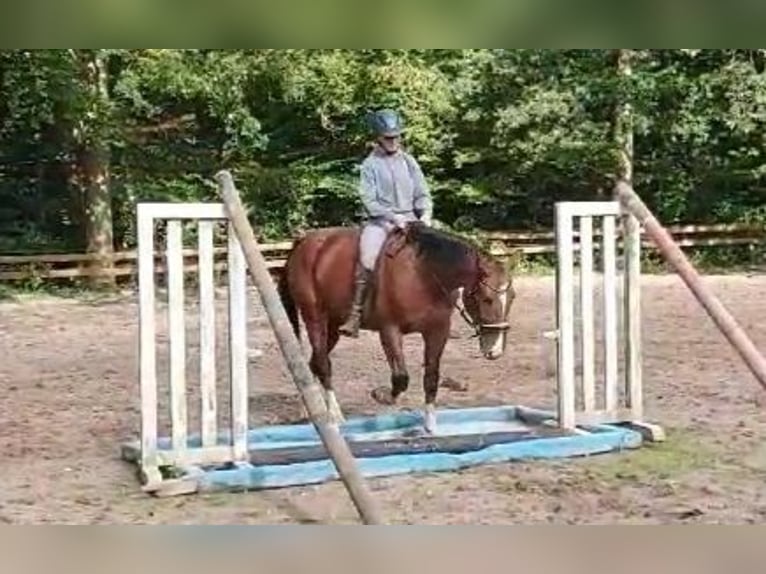 Altri cavalli a sangue caldo Giumenta 3 Anni 155 cm Baio in Braunschweig