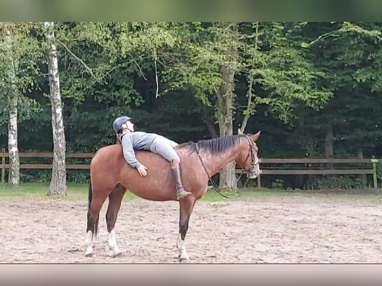 Altri cavalli a sangue caldo Giumenta 3 Anni 155 cm Baio in Braunschweig