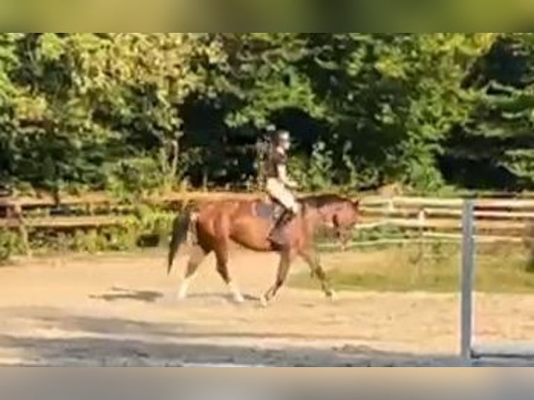 Altri cavalli a sangue caldo Giumenta 3 Anni 155 cm Baio in Braunschweig