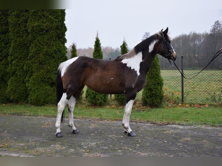Altri cavalli a sangue caldo Giumenta 3 Anni 157 cm Pezzato in Che&#x142;mno