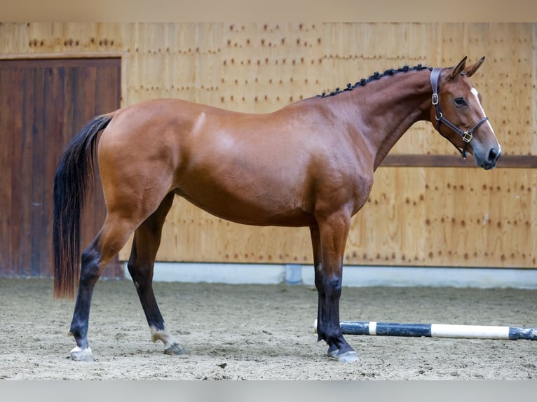 Altri cavalli a sangue caldo Giumenta 3 Anni 162 cm Baio in Kinrooi