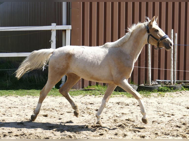 Altri cavalli a sangue caldo Giumenta 3 Anni 162 cm Palomino in Borgentreich