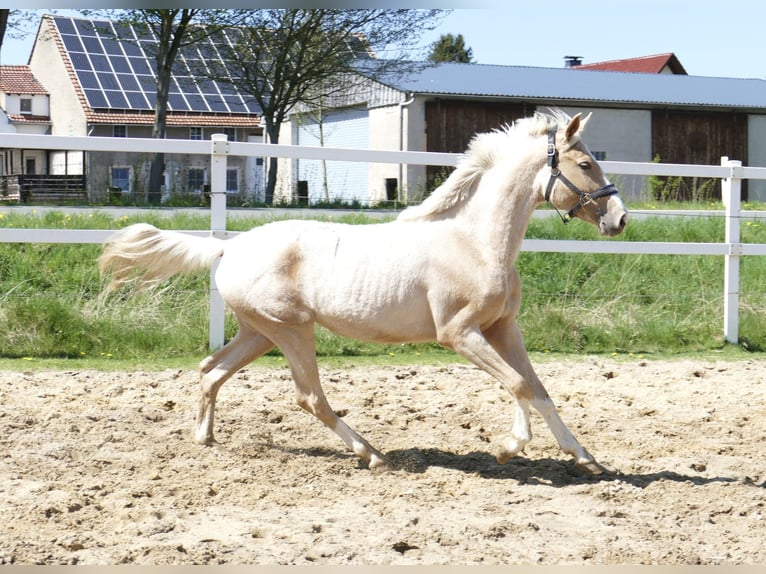 Altri cavalli a sangue caldo Giumenta 3 Anni 162 cm Palomino in Borgentreich