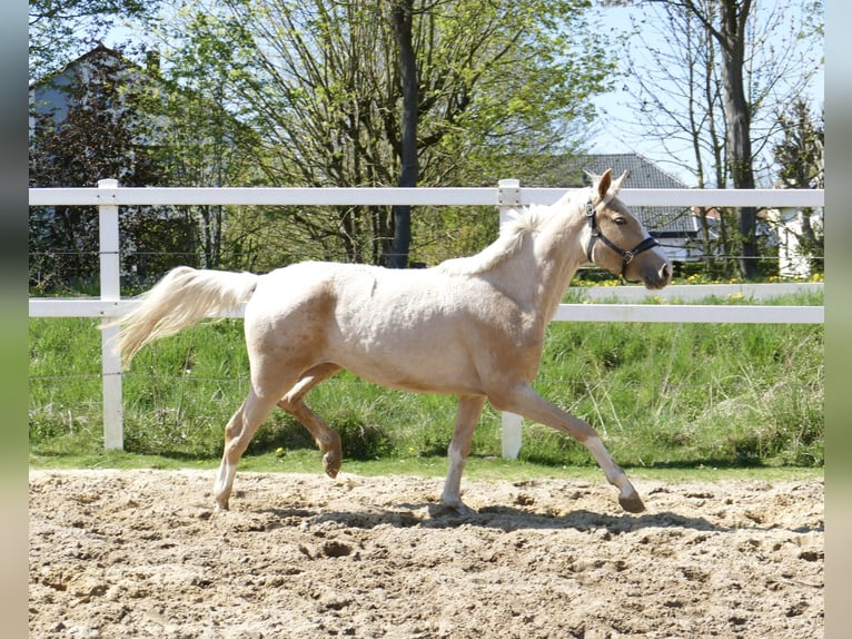 Altri cavalli a sangue caldo Giumenta 3 Anni 162 cm Palomino in Borgentreich