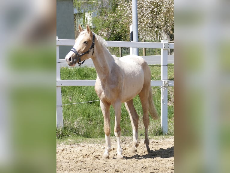 Altri cavalli a sangue caldo Giumenta 3 Anni 162 cm Palomino in Borgentreich