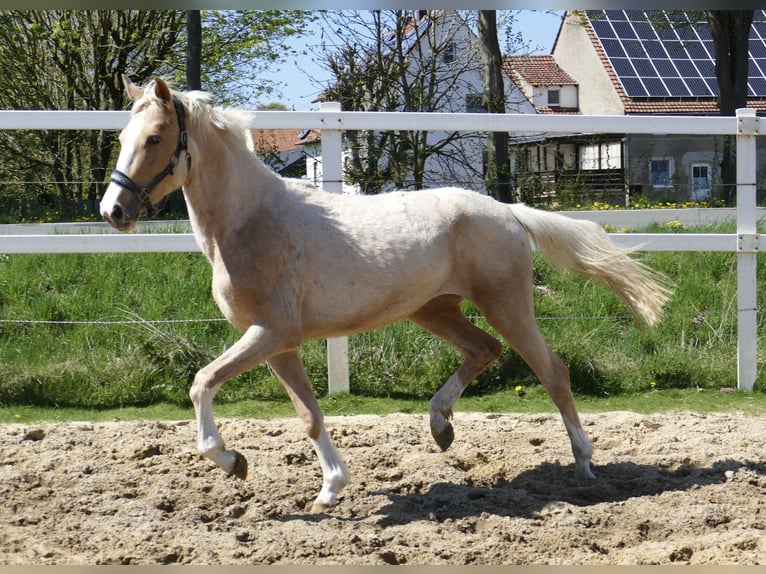 Altri cavalli a sangue caldo Giumenta 3 Anni 162 cm Palomino in Borgentreich