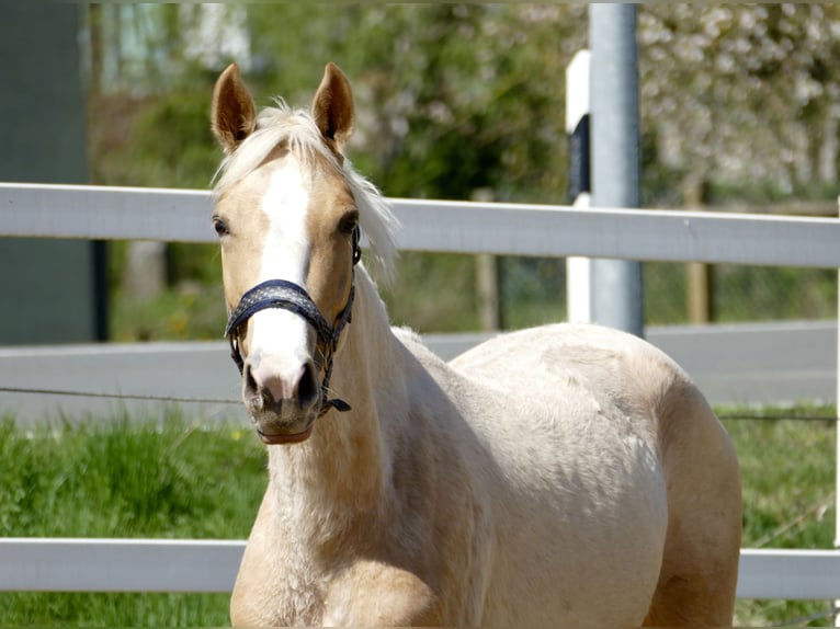 Altri cavalli a sangue caldo Giumenta 3 Anni 162 cm Palomino in Borgentreich