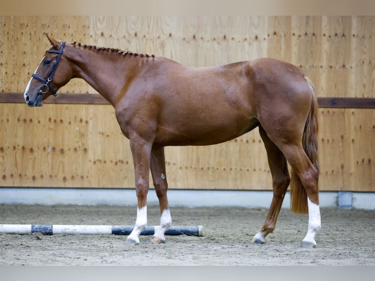 Altri cavalli a sangue caldo Giumenta 3 Anni 162 cm Sauro in Kinrooi