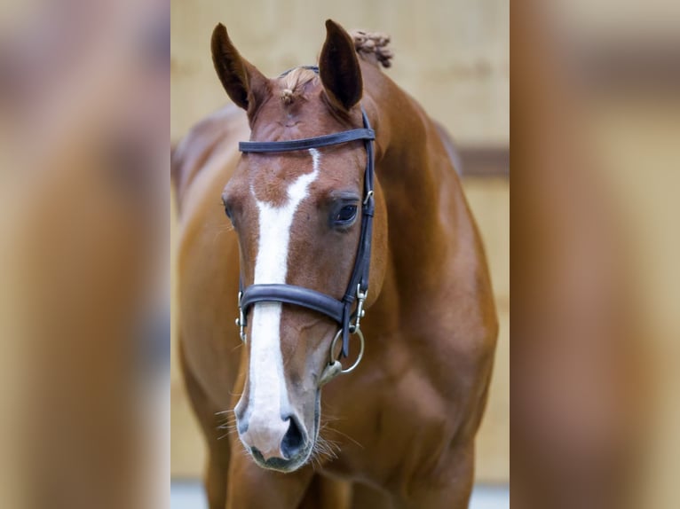 Altri cavalli a sangue caldo Giumenta 3 Anni 162 cm Sauro in Kinrooi