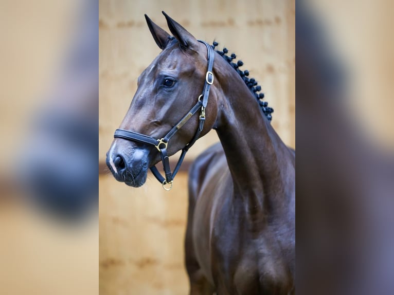 Altri cavalli a sangue caldo Giumenta 3 Anni 164 cm Baio in Kinrooi