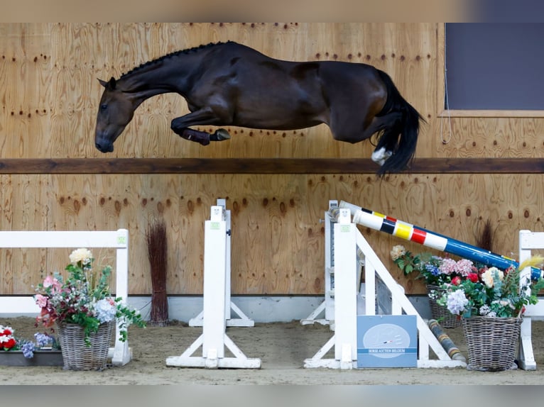 Altri cavalli a sangue caldo Giumenta 3 Anni 164 cm Baio in Kinrooi