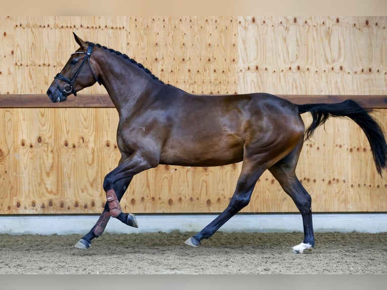 Altri cavalli a sangue caldo Giumenta 3 Anni 165 cm Baio in Kinrooi