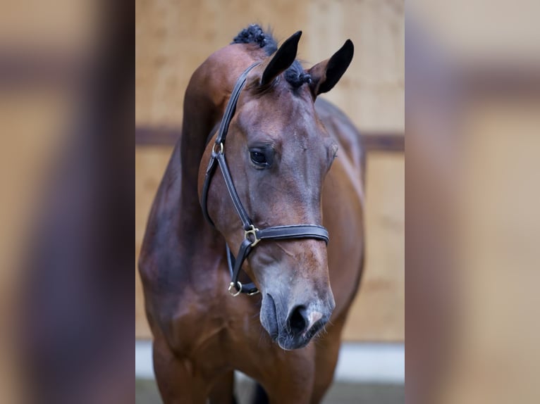 Altri cavalli a sangue caldo Giumenta 3 Anni 165 cm Baio in Kinrooi