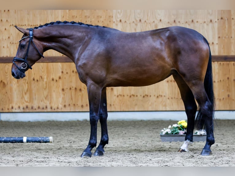 Altri cavalli a sangue caldo Giumenta 3 Anni 165 cm Baio in Kinrooi