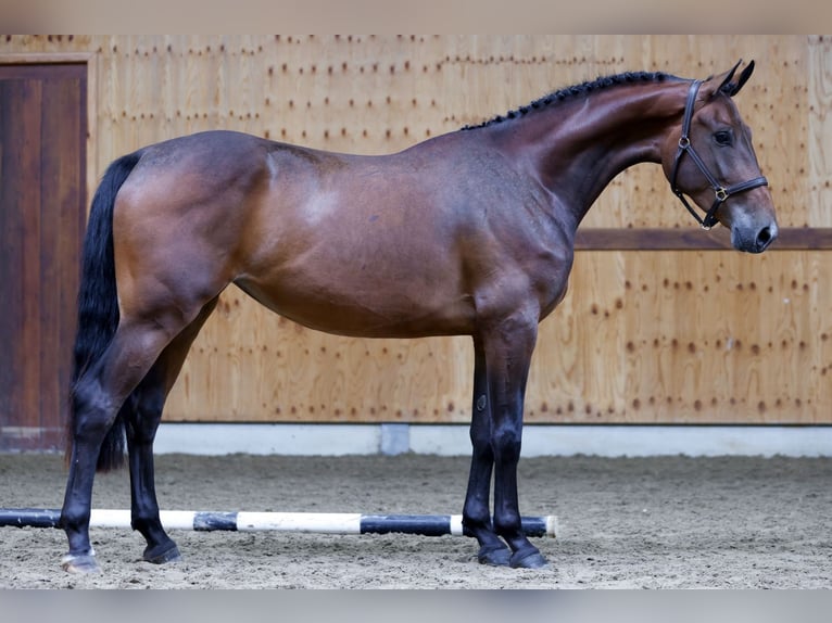 Altri cavalli a sangue caldo Giumenta 3 Anni 165 cm Baio in Kinrooi