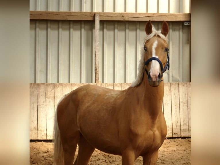 Altri cavalli a sangue caldo Giumenta 3 Anni 165 cm Palomino in Borgentreich
