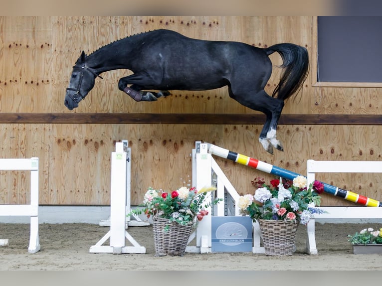 Altri cavalli a sangue caldo Giumenta 3 Anni 167 cm Grigio in Kinrooi