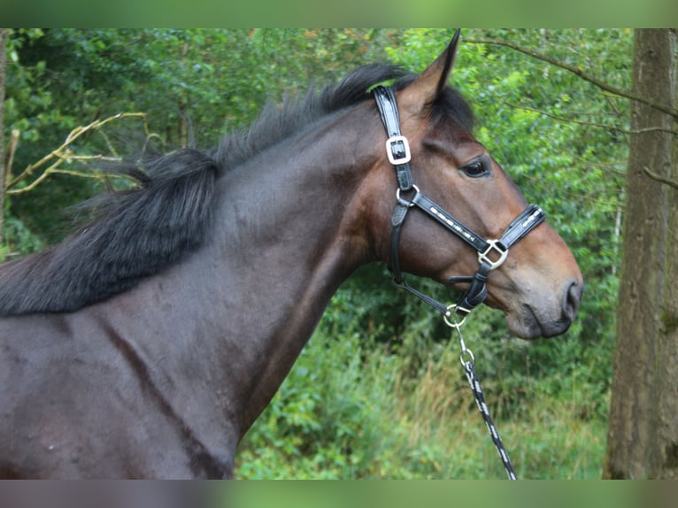 Altri cavalli a sangue caldo Giumenta 3 Anni 168 cm Baio in Hungenroth