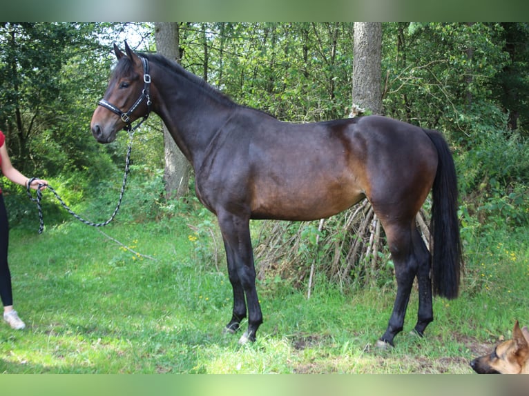 Altri cavalli a sangue caldo Giumenta 3 Anni 168 cm Baio in Hungenroth