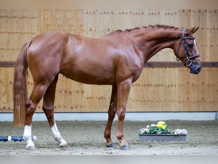 Altri cavalli a sangue caldo Giumenta 3 Anni 168 cm Sauro in Kinrooi