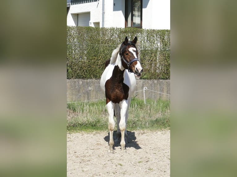Altri cavalli a sangue caldo Giumenta 3 Anni 170 cm Pezzato in Borgentreich