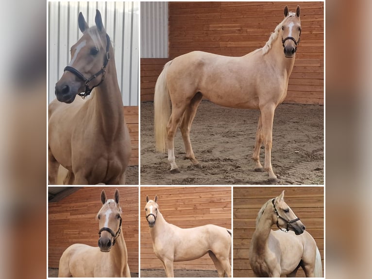 Altri cavalli a sangue caldo Giumenta 3 Anni Palomino in Den Ham