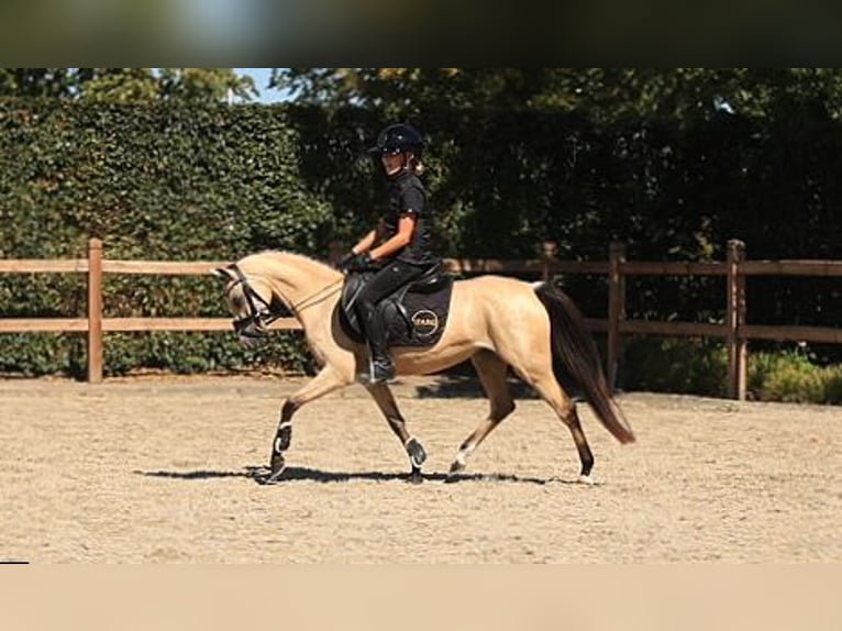 Altri cavalli a sangue caldo Giumenta 4 Anni 126 cm Pelle di daino in Oost West en Middelbeers
