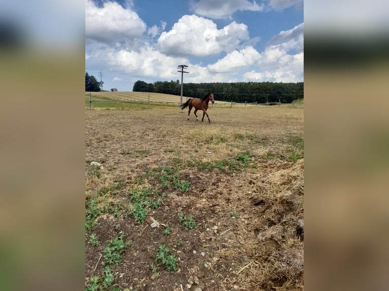 Altri cavalli a sangue caldo Mix Giumenta 4 Anni 152 cm Baio in Bad Saulgau
