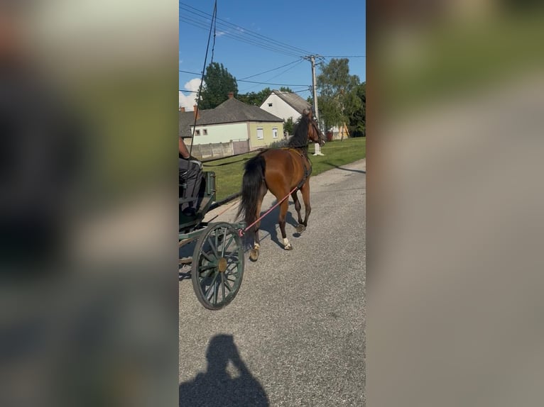 Altri cavalli a sangue caldo Mix Giumenta 4 Anni 152 cm Baio in Bad Saulgau