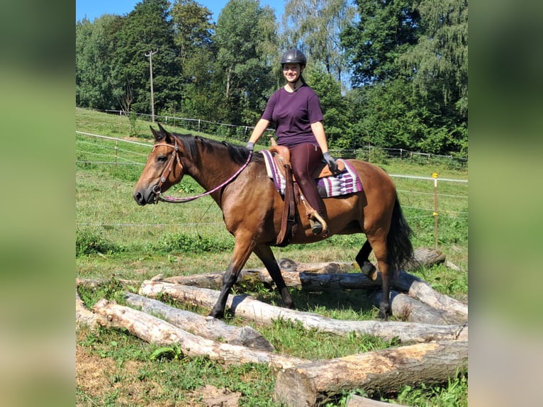 Altri cavalli a sangue caldo Giumenta 4 Anni 155 cm Baio in Bayerbach