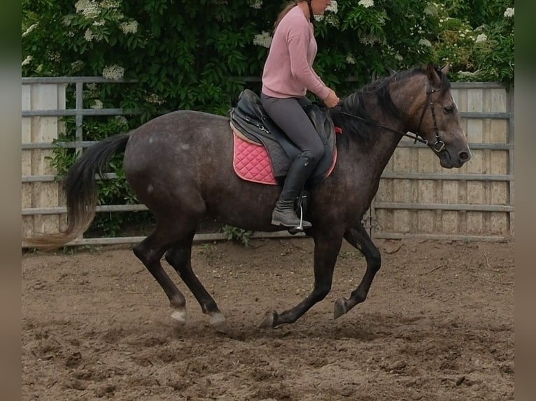 Altri cavalli a sangue caldo Giumenta 4 Anni 155 cm Grigio ferro in Rudersdorf