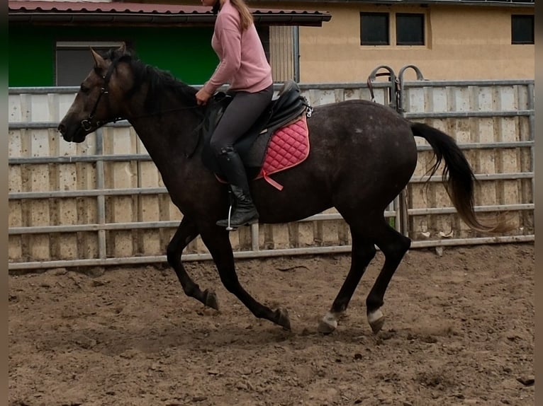 Altri cavalli a sangue caldo Giumenta 4 Anni 155 cm Grigio ferro in Rudersdorf